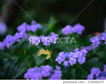 繡球花繡球花 128406879