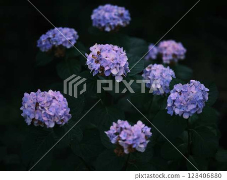 Hydrangea hydrangea 128406880