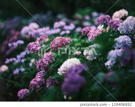 Hydrangea hydrangea 128406882