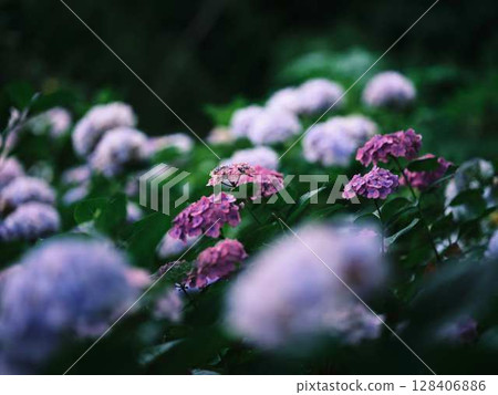 繡球花繡球花 繡球花繡球花 128406886