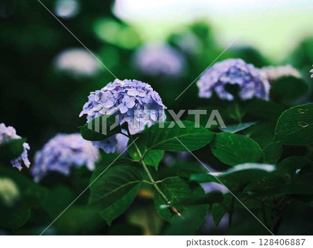 繡球花繡球花 128406887