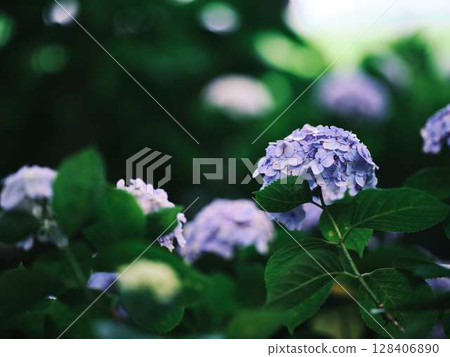 繡球花繡球花 繡球花繡球花 128406890