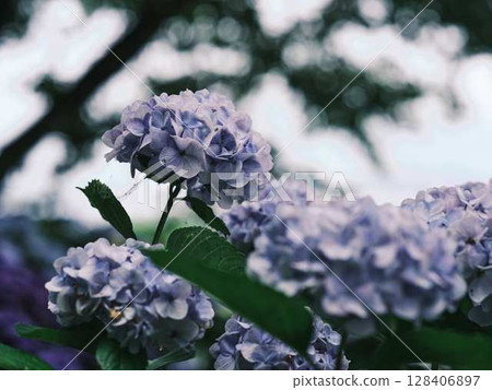 Hydrangea hydrangea Hydrangea hydrangea 128406897