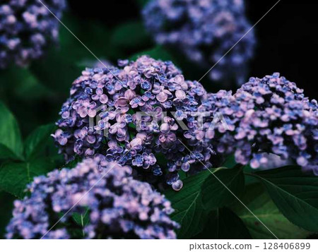 Hydrangea hydrangea Hydrangea hydrangea 128406899