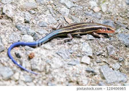 A young Japanese grass lizard notices me 128406965