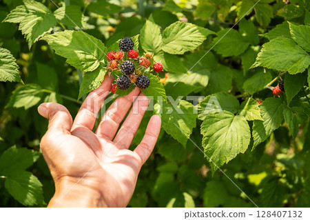 Females hand gently holding cluster of ripe and unripe blackberries on a bush. 128407132