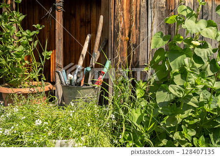 Garden tools in metal bucket on wooden shed wall background. Green plants flourish around rustic gardening equipment. Garden tools in metal bucket on wooden shed wall background. Green plants flourish around rustic gardening equipment. 128407135