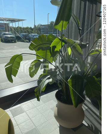 Potted flower on floor near panoramic window in room. Interior design. Potted flower on floor near panoramic window in room. Interior design. 128407165