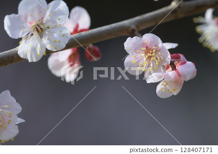 The white plum blossoms lined up on the branches are stretching their stamens in anticipation of spring. The white plum blossoms lined up on the branches are stretching their stamens in anticipation of spring. 128407171