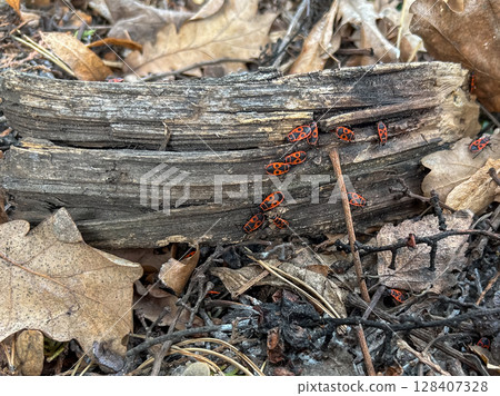 Firebugs on fallen log surrounded by dry leaves in a forest. Firebugs on fallen log surrounded by dry leaves in a forest. 128407328