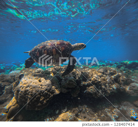 A hawksbill sea turtle or eretmochelys imbricata glides over coral reefs beneath vibrant blue seawater in Apo Island in Negros Oriental Philippines 128407414