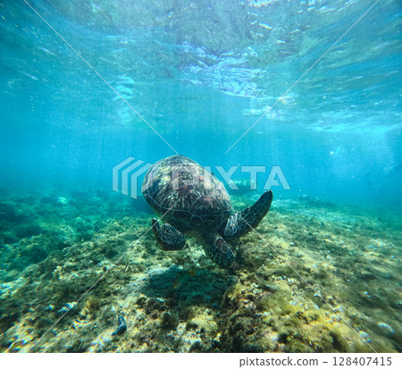 A hawksbill sea turtle or eretmochelys imbricata diving and foraging among coral reef at a marine reserve in Apo Island in Dauin Negros Oriental, Philippines 128407415