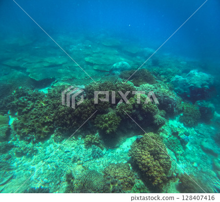 Underwater view of the ocean floor with diverse corals like Elkhorn or Acropora palmata, Porites porites and Agaricia agaricites in clear blue water in the coast of Apo Island in Dauin negros Oriental 128407416