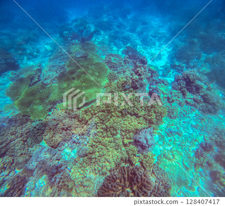 Vibrant colored corals like Acropora palmata, Porites porites and Agaricia agaricites in a reef covering the sea floor off the coast of Apo island in Dauin Negros Oriental, Philippines 128407417