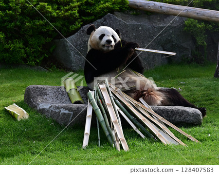 Giant panda eating bamboo 128407583