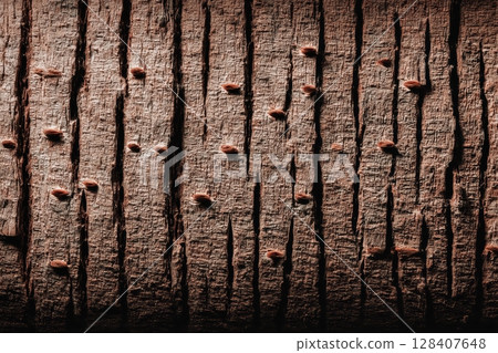 Detailed textured tree bark with deep grooves and natural patterns Detailed textured tree bark with deep grooves and natural patterns 128407648