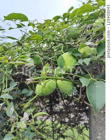 Blue mulberry fruit 128408043