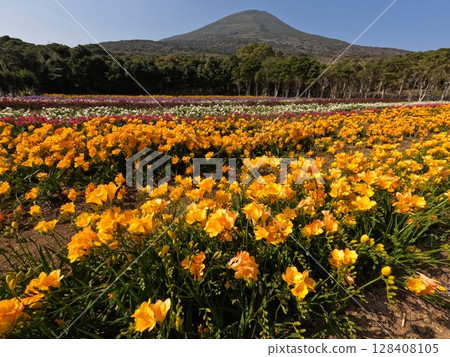 Hachijo Fuji and Freesia 128408105