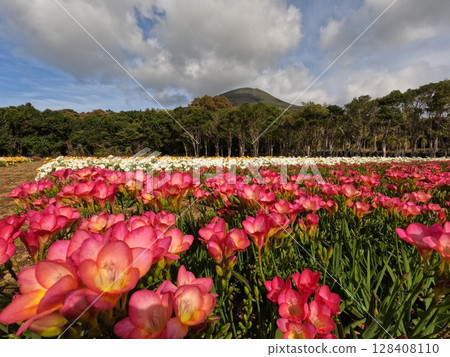 Hachijo Fuji and Freesia 128408110