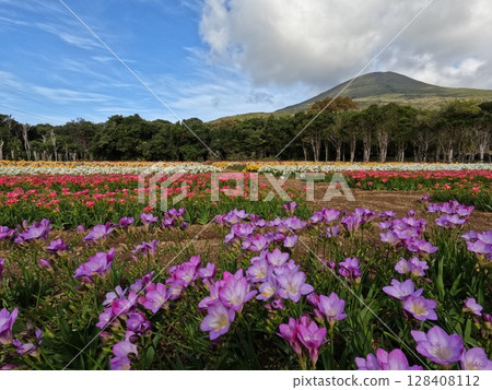 Hachijo Fuji and Freesia 128408112