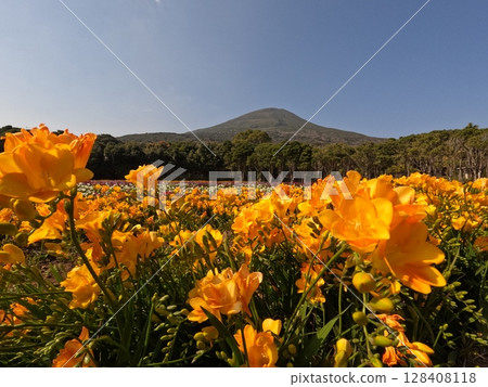 Hachijo Fuji and Freesia 128408118