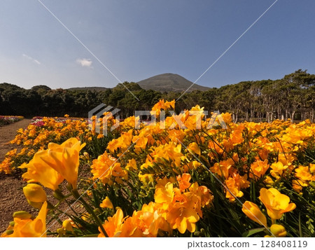 Hachijo Fuji and Freesia 128408119
