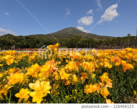 Hachijo Fuji and Freesia 128408123