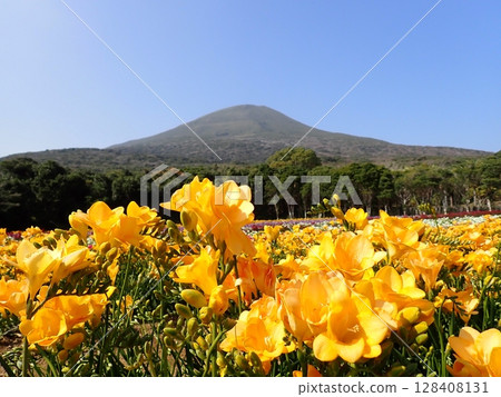 Hachijo Fuji and Freesia 128408131