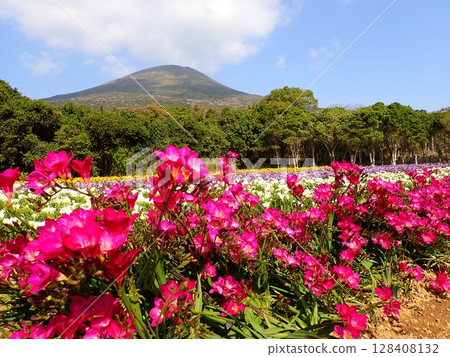 Hachijo Fuji and Freesia 128408132