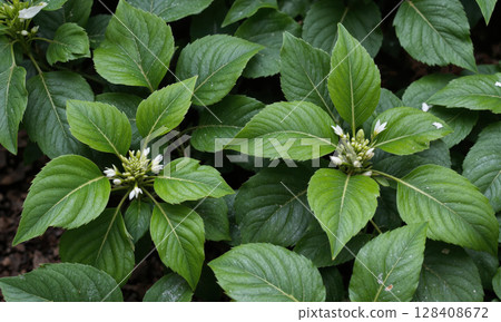 Fatsia Japonica (Fatsia japonica) An evergreen shrub with large, glossy, palmate leaves and small white flowers. Fatsia Japonica is used Fatsia Japonica (Fatsia japonica) An evergreen shrub with large, glossy, palmate leaves and small white flowers. Fatsia Japonica is used 128408672