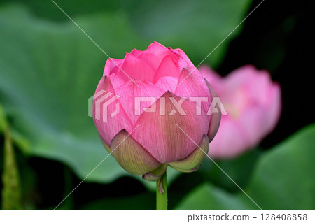 Ueno Park Shinobazu Pond Lotus Flower 128408858