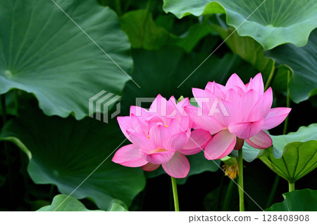 Ueno Park Shinobazu Pond Lotus Flower 128408908