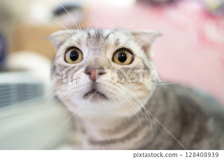 Close up of confused cat face 128408939