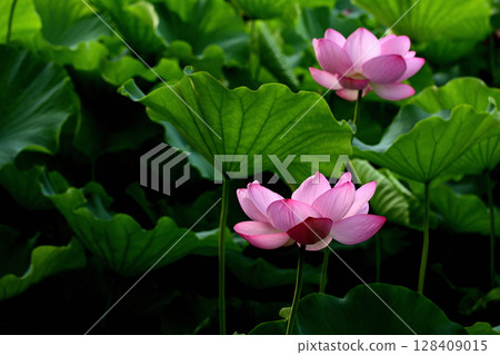 上野公園忍者池塘荷花 128409015