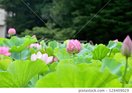 上野公園忍者池塘荷花 128409029