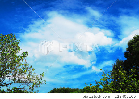 新鮮的綠色樹和藍天風景 128409109