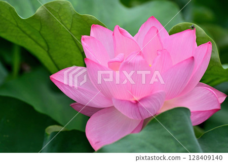 Ueno Park Shinobazu Pond Lotus Flower 128409140