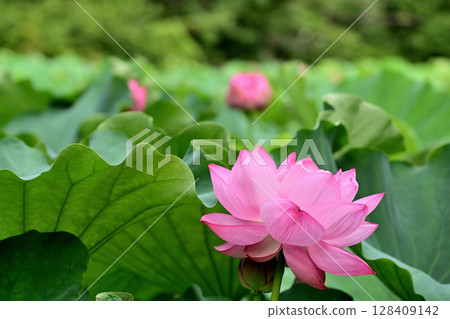 Ueno Park Shinobazu Pond Lotus Flower Ueno Park Shinobazu Pond Lotus Flower 128409142