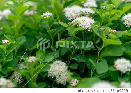 Marubasamotsuke flowers blooming in the mountains and fields in summer 128409209