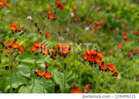 The bright orange of the Korean dandelion 128409215