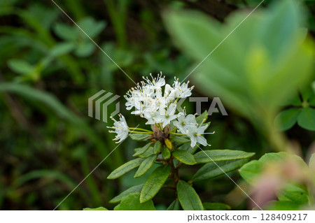 初夏，沼澤地裡的五十筒木花盛開 128409217