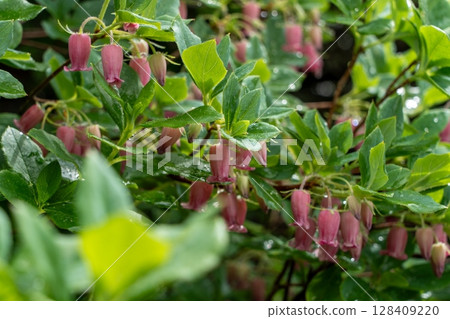 紫鈴花的“Urajiroyoraku” 128409220