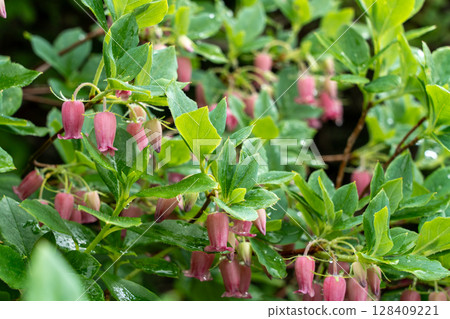 白斑松樹為健行路線增添色彩 128409221