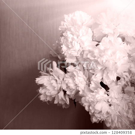 Big white aromatic peony flowers Big white aromatic peony flowers 128409358