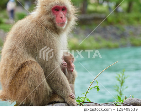 Spring sightseeing spot Kamikochi's fresh green scenery and cute Japanese monkeys and their babies 128409539