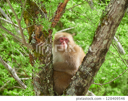 Spring sightseeing spot Kamikochi: Fresh green scenery and cute Japanese monkeys 128409546