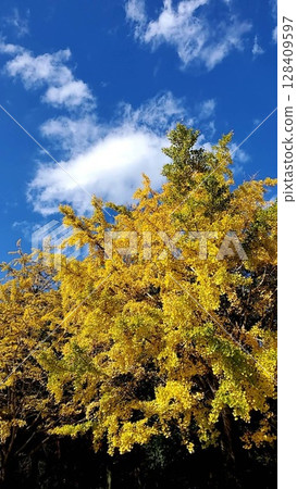 樹木染成黃色 128409597