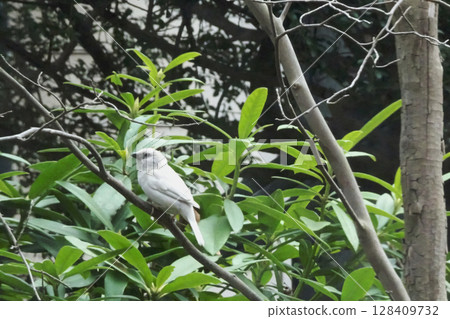 一隻稀有的日本白麻雀棲息在樹枝上 [白化/突變] 埼玉縣 128409732