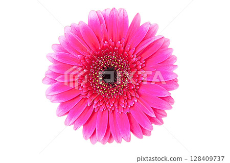 Barberton Daisy Flower PNG Transparent Background 128409737