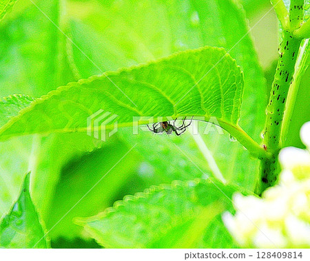 蜘蛛躲避雨 128409814